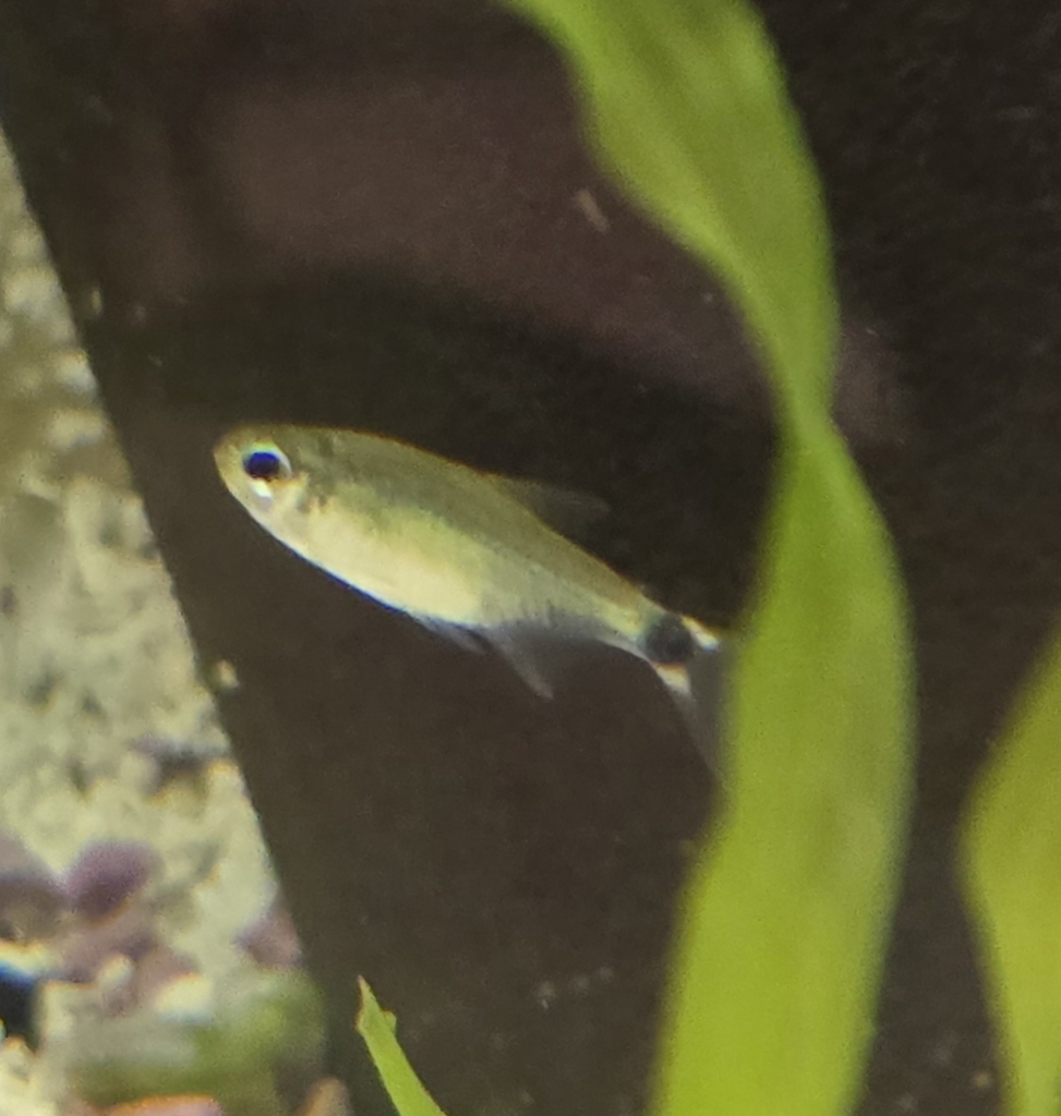 Dwarf flag tetra (Hyphessobrycon elachys) — Characidae