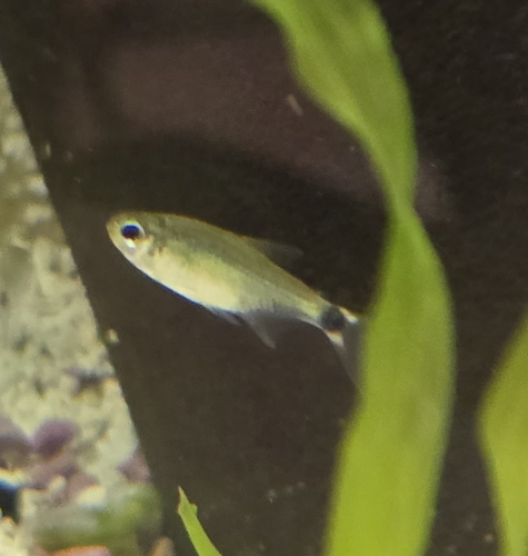 Dwarf flag tetra (Hyphessobrycon elachys) — Characidae