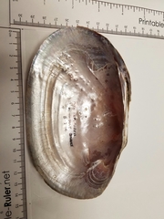 Potamilus