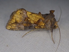 Argyrogramma verruca