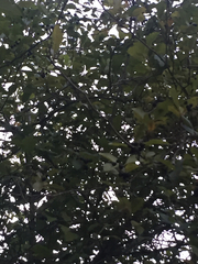 Crataegus gaylussacia