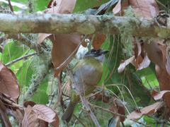 Chlorospingus flavopectus postocularis