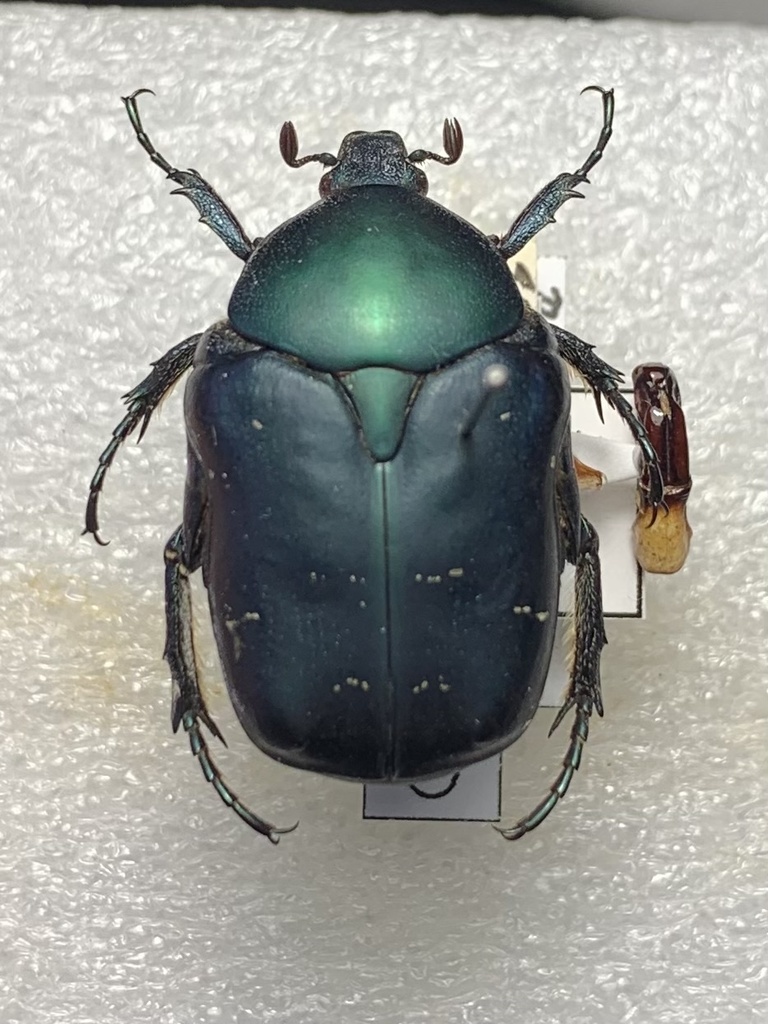 Protaetia cyanea