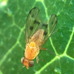 Homoneura trochantera