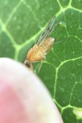 Homoneura trochantera