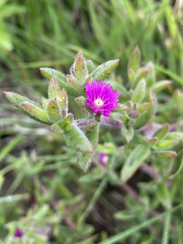 Delosperma vernicolor