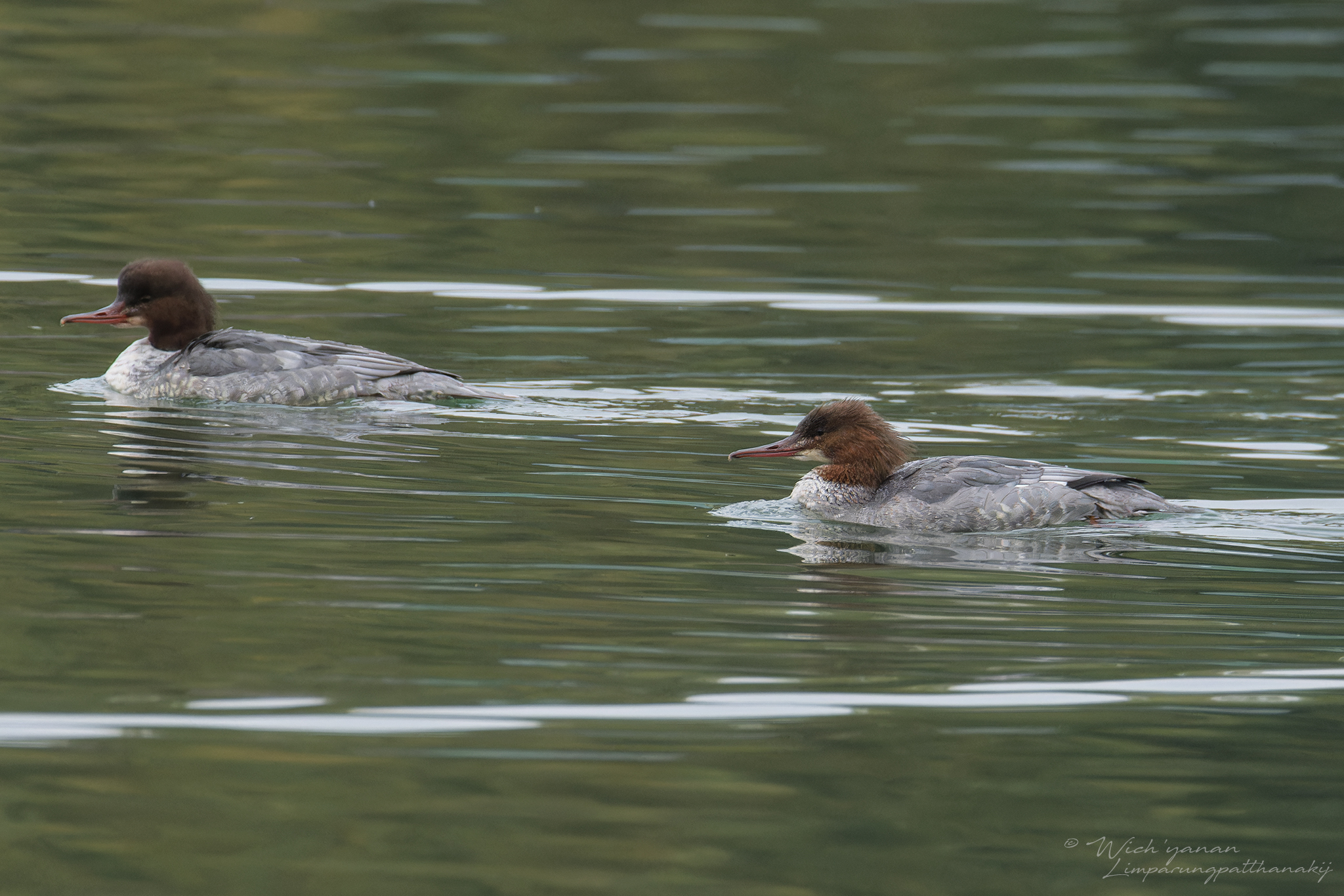 Common Merganser