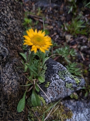 Erigeron aureus