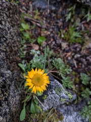 Erigeron aureus