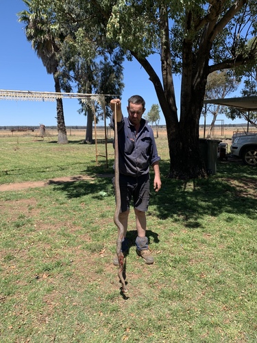 Eastern Brown Snake sighting