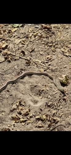 Ornate Olympic Snake