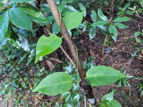 Cynanchum liukiuense iNat (1)