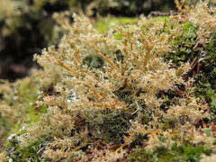 Sphaerophorus globosus