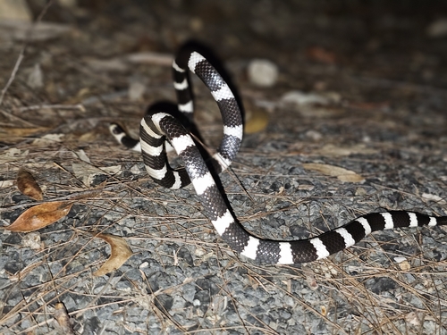 Eastern Bandy Bandy sighting