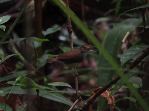 White-chested Babbler (Pellorneum rostratum), photo 6