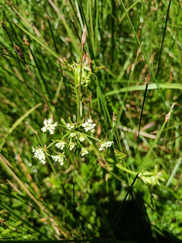 Image of Berula thunbergii by (c) Hildegard Klein, some rights reserved (CC BY)