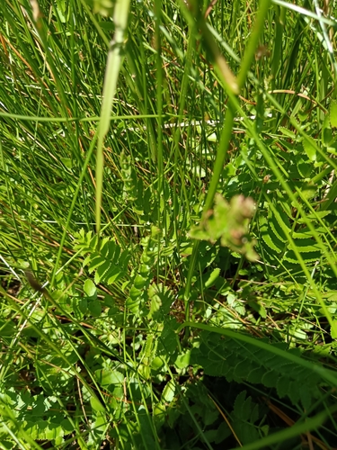 Berula thunbergii, photograph 6