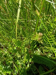 Berula thunbergii, photograph (c) Hildegard Klein, some rights reserved (CC BY)