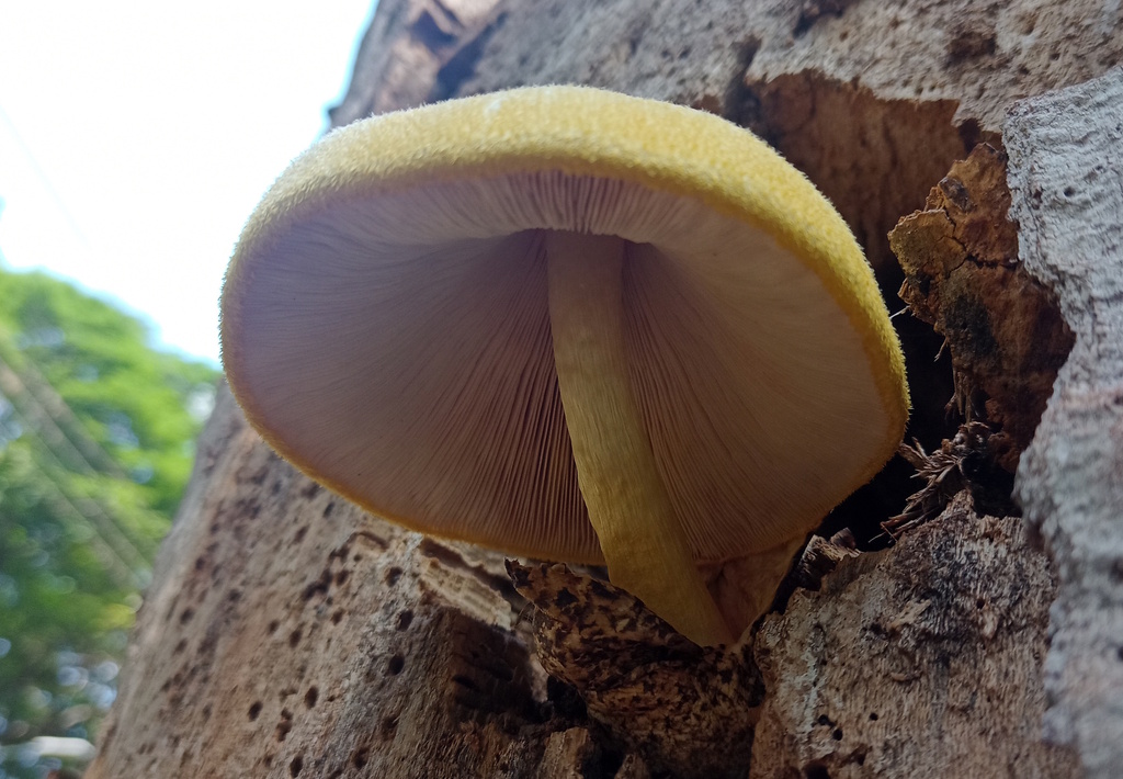 Volvariella bombycina · November 2024 · photo: © rafaelmrosa (iNaturalist, cc-by-sa)