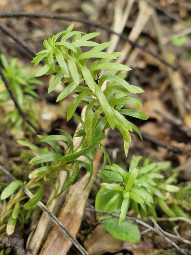 Image of Phlegmariurus billardierei by (c) Irisa Hudson, some rights reserved (CC BY)