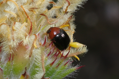 Ditropidus, 2024-08-30