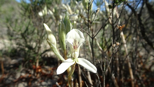 Dragon Disa (Disa draconis)