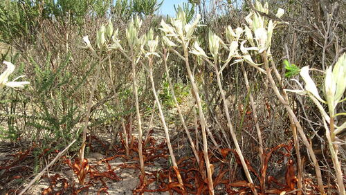 Image of Disa draconis by (c) Paul Emms, some rights reserved (CC BY-SA)
