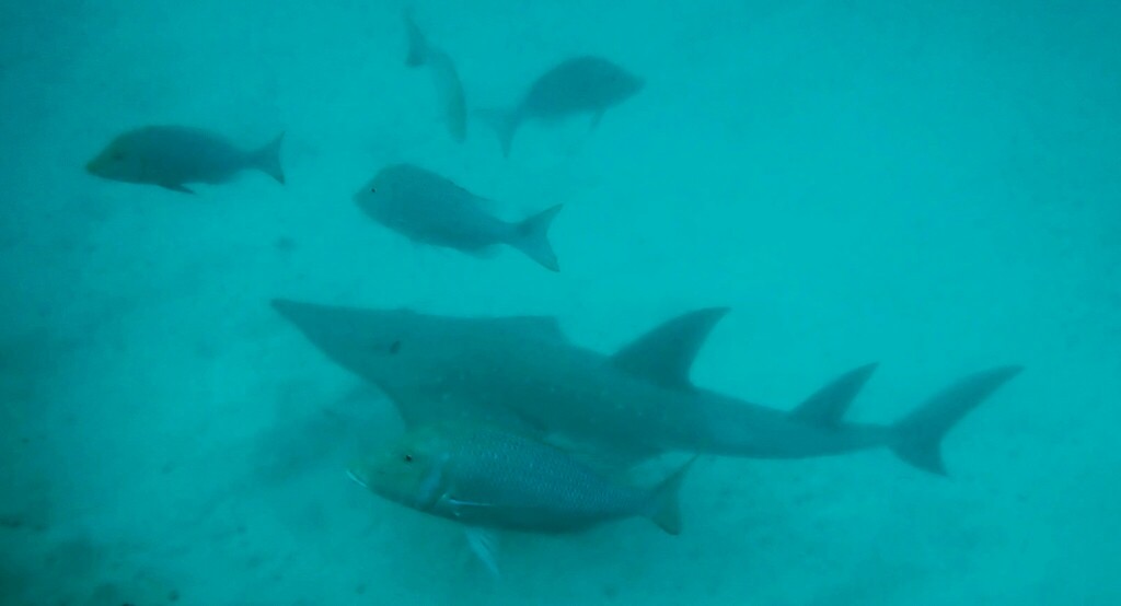 Wedgefish swimming in blue water with small fish nearby