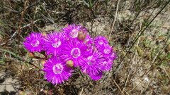 Ruschia tecta, photograph (c) Paul Emms, some rights reserved (CC BY-SA)