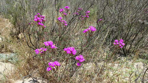 Ruschia tecta, photograph 4