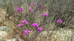 Ruschia tecta, photograph (c) Paul Emms, some rights reserved (CC BY-SA)