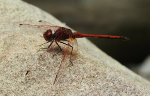 Red-veined Dropwing