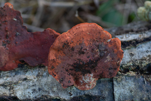 Trametes coccinea