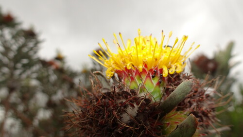 Sandveld Snakestem Pincushion (Leucospermum hypophyllocarpodendron)