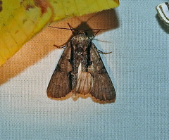 Acronicta connecta