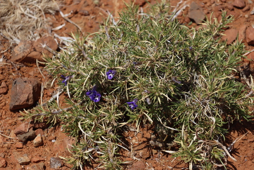 Image of Aptosimum spinescens by (c) Tony Rebelo, some rights reserved (CC BY-SA)