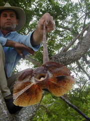 Chlamydosaurus kingii