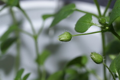 Drymaria cordata diandra