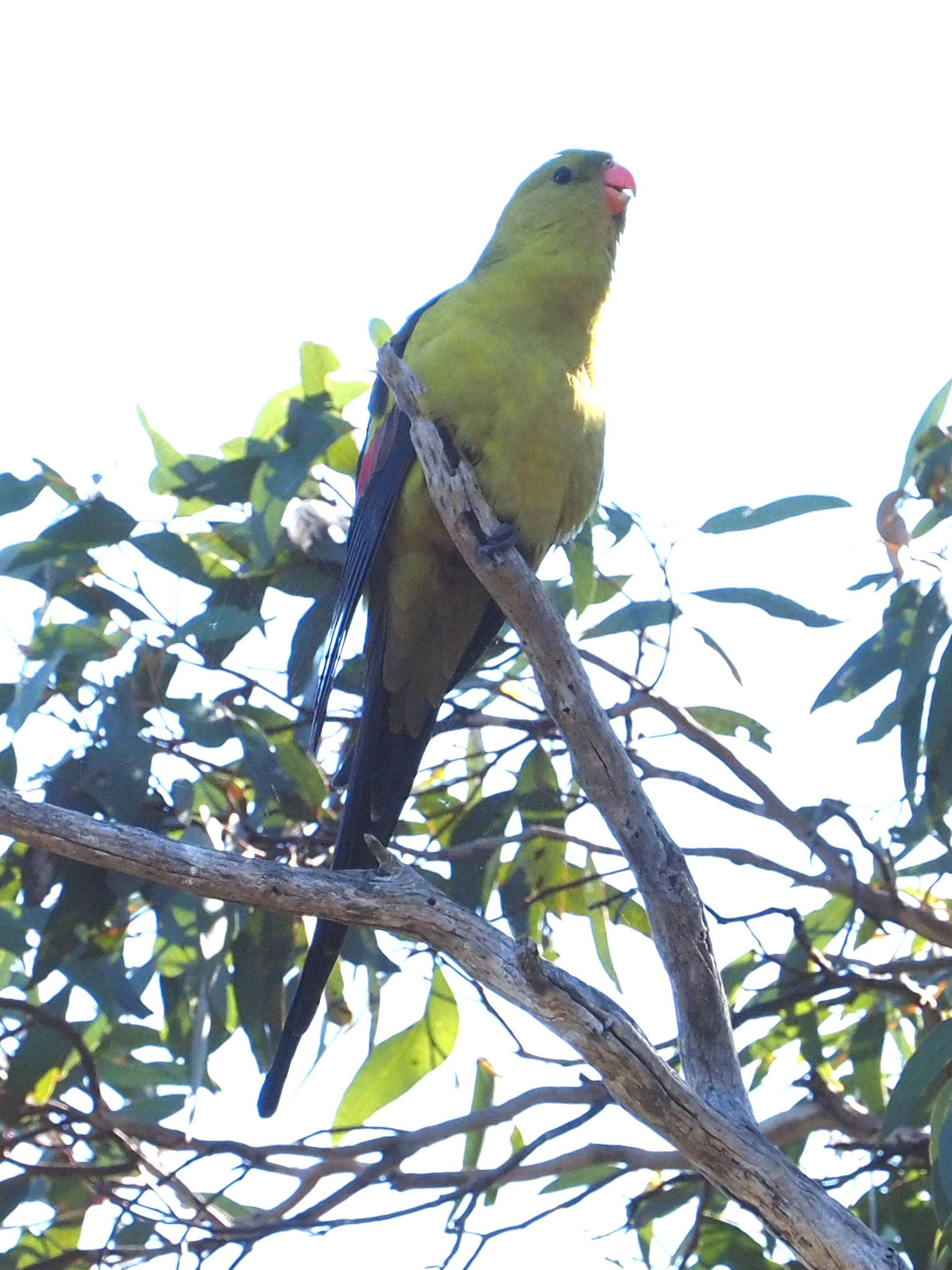 Regent Parrot illustration