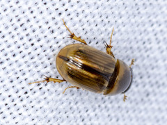 Labarrus lividus