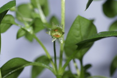 Drymaria cordata diandra