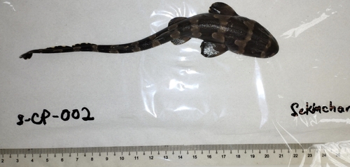 Indonesische bamboehaai (Chiloscyllium hasseltii) — Hemiscylliidae — 2