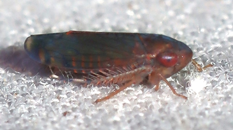 Diemoides anomalus