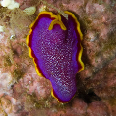 Pseudoceros ferrugineus