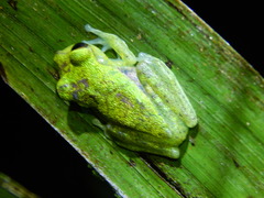 Boana nympha