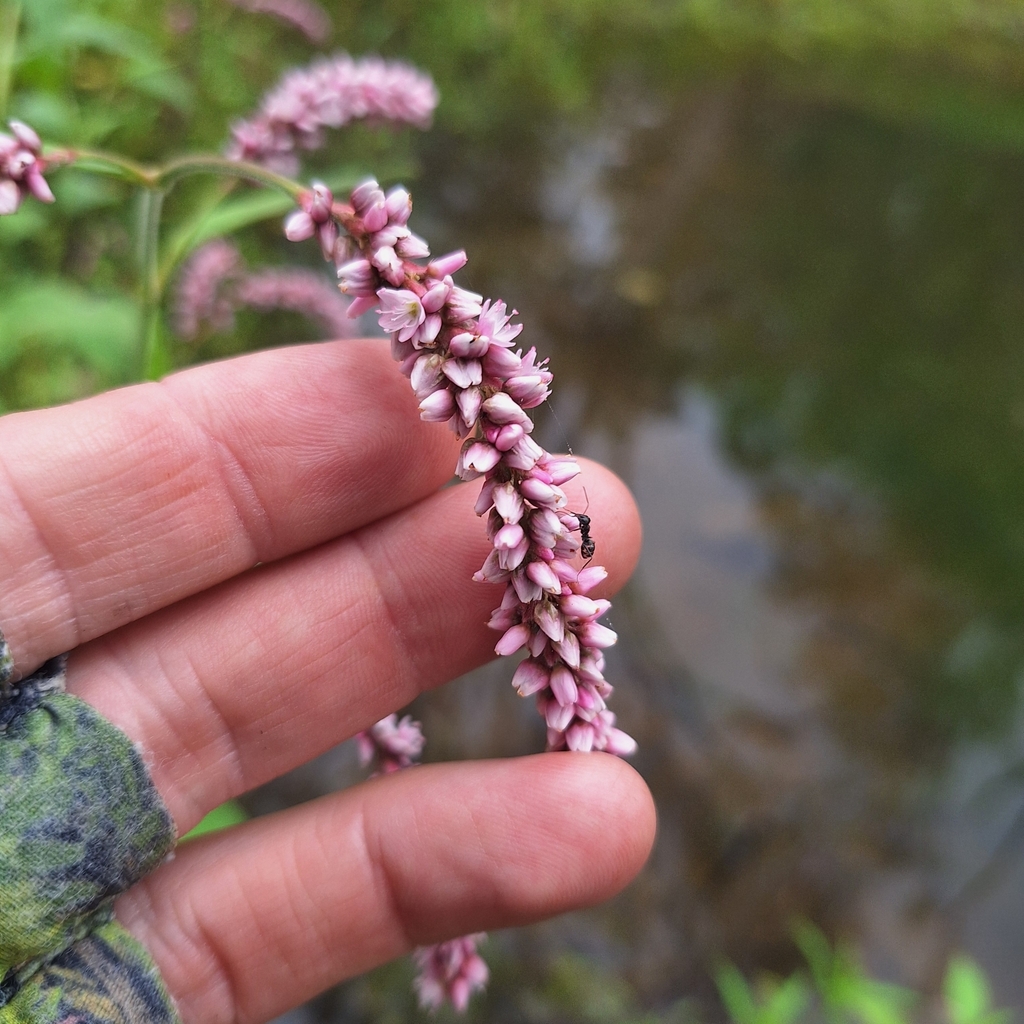 Nghể bà – Persicaria orientalis
