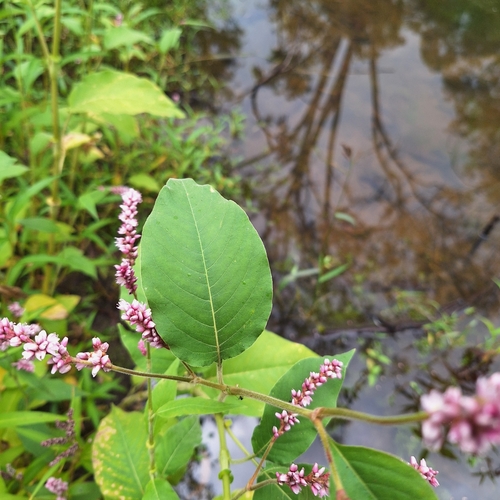 Image of Persicaria orientalis by (c) Greg Tasney, some rights reserved (CC BY-SA)