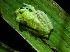 Boana nympha
