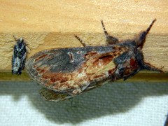 Notodonta scitipennis