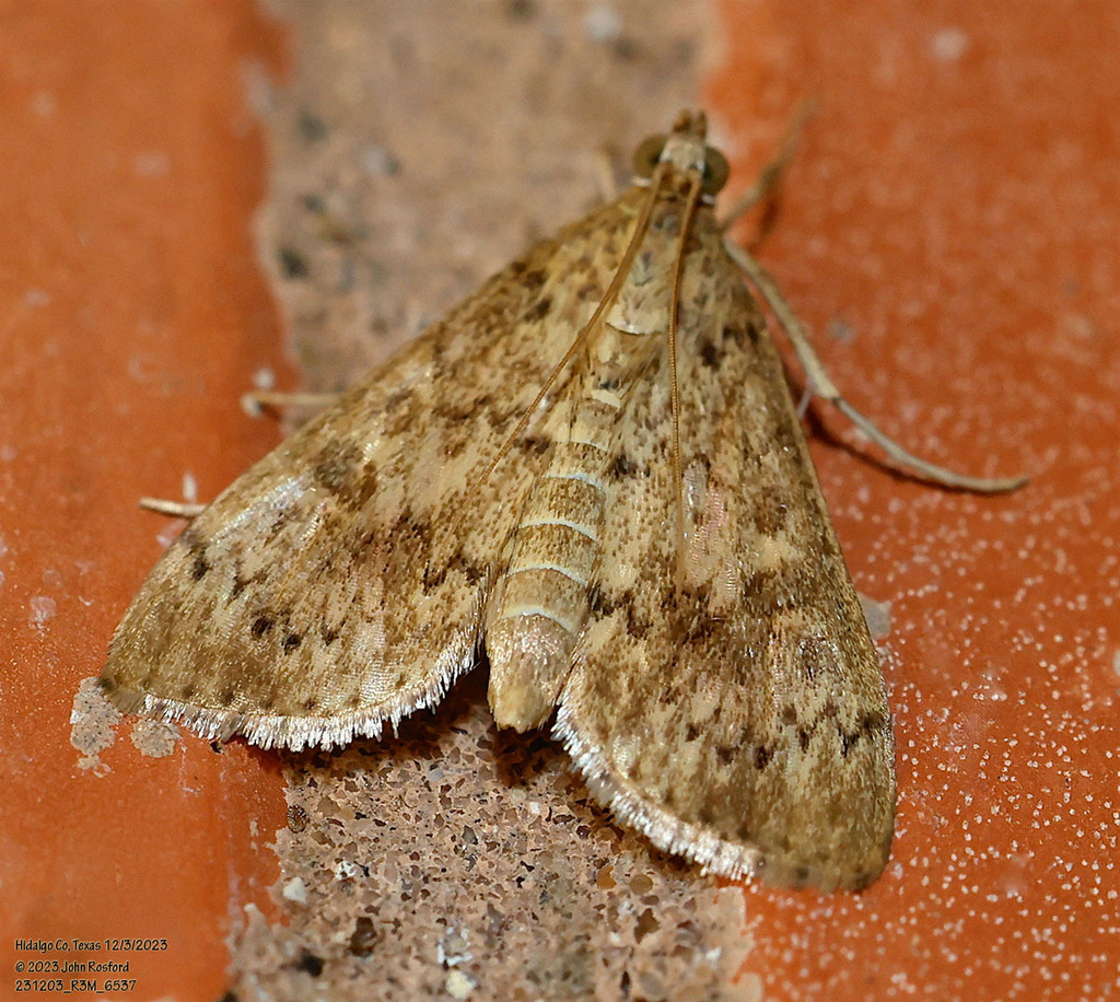 Bougainvillea Caterpillar Moth